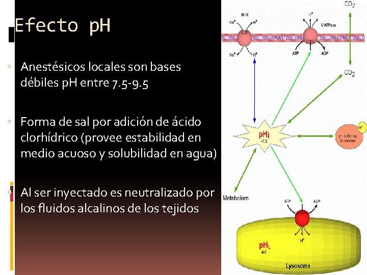 Efecto p. H Anestésicos locales son bases débiles p. H entre 7. 5 -9.