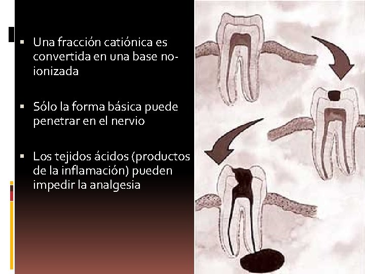  Una fracción catiónica es convertida en una base noionizada Sólo la forma básica