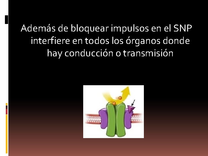 Además de bloquear impulsos en el SNP interfiere en todos los órganos donde hay