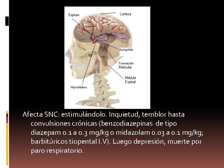 Afecta SNC: estimulándolo. Inquietud, temblor hasta convulsiones crónicas (benzodiazepinas de tipo diazepam 0. 1