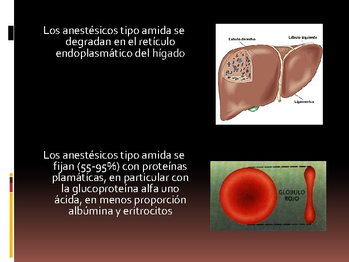 Los anestésicos tipo amida se degradan en el retículo endoplasmático del hígado Los anestésicos