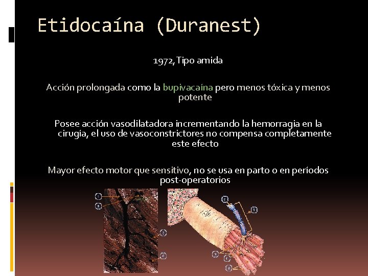 Etidocaína (Duranest) 1972, Tipo amida Acción prolongada como la bupivacaína pero menos tóxica y
