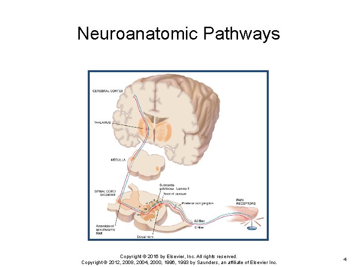 Neuroanatomic Pathways Copyright © 2016 by Elsevier, Inc. All rights reserved. Copyright © 2012,