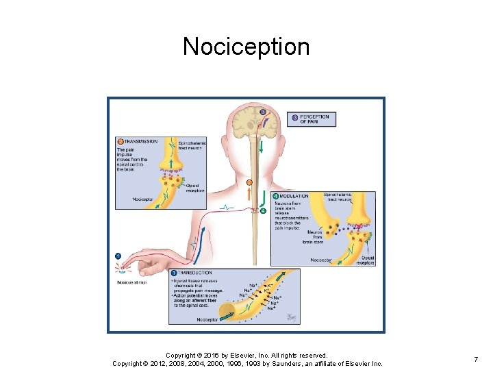 Nociception Copyright © 2016 by Elsevier, Inc. All rights reserved. Copyright © 2012, 2008,