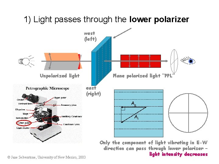 1) Light passes through the lower polarizer west (left) Unpolarized light Plane polarized light