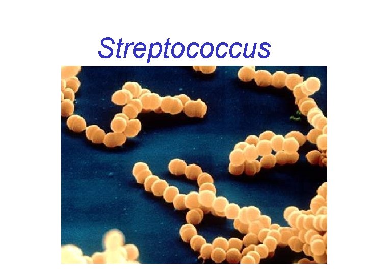 Streptococcus 