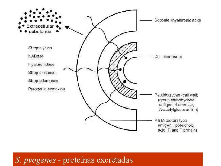 S. pyogenes - proteínas excretadas 