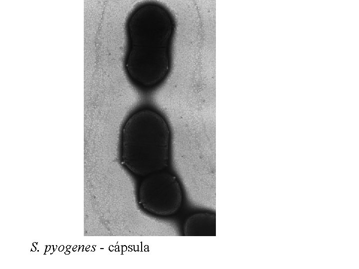 S. pyogenes - cápsula 