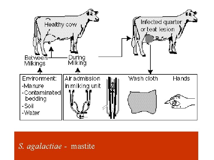 S. agalactiae - mastite 