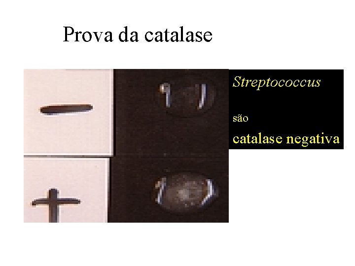 Prova da catalase Streptococcus são catalase negativa 