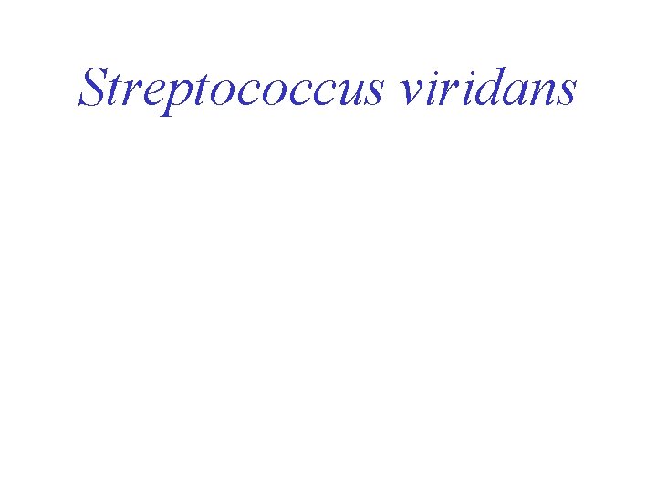 Streptococcus viridans 