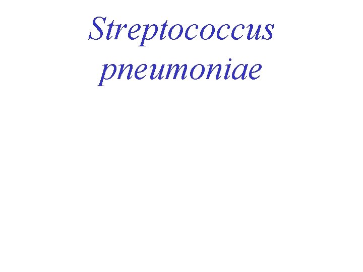 Streptococcus pneumoniae 