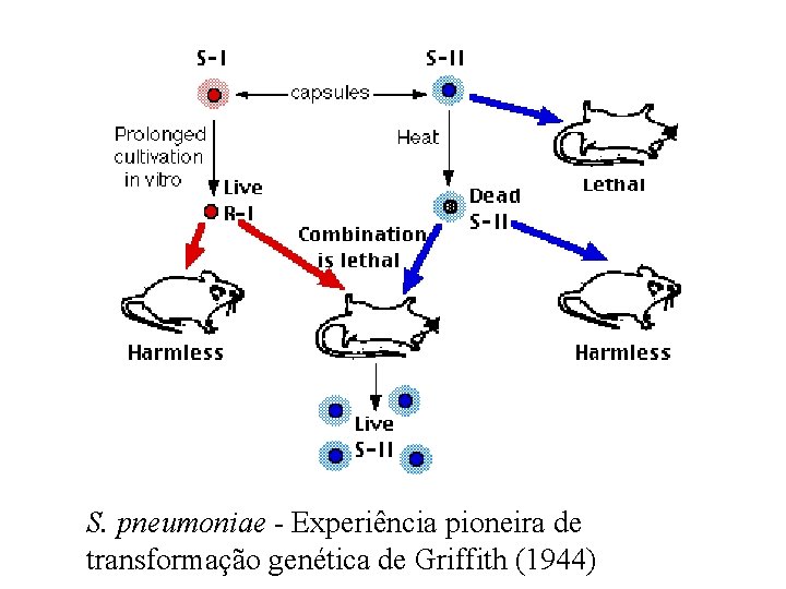 S. pneumoniae - Experiência pioneira de transformação genética de Griffith (1944) 