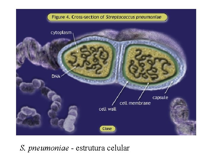 S. pneumoniae - estrutura celular 