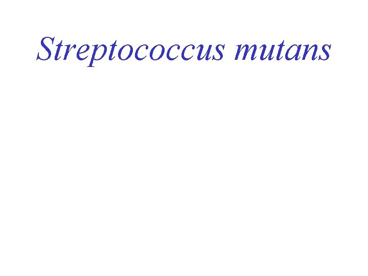 Streptococcus mutans 