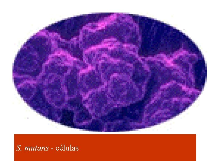 S. mutans - células 