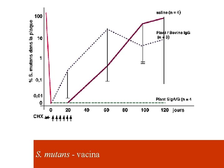 S. mutans - vacina 