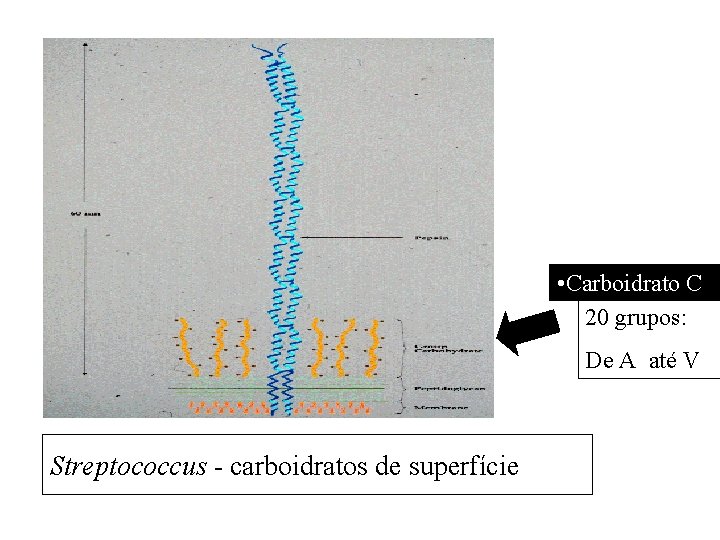  • Carboidrato C 20 grupos: De A até V Streptococcus - carboidratos de