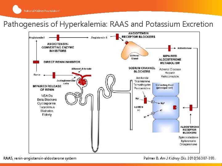 Pathogenesis of Hyperkalemia: RAAS and Potassium Excretion RAAS, renin-angiotensin-aldosterone system Palmer B. Am J