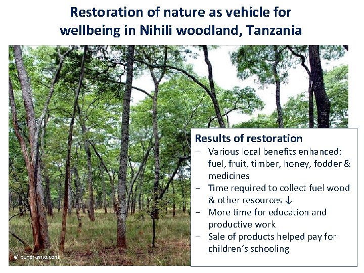 Restoration of nature as vehicle for wellbeing in Nihili woodland, Tanzania cc Results of