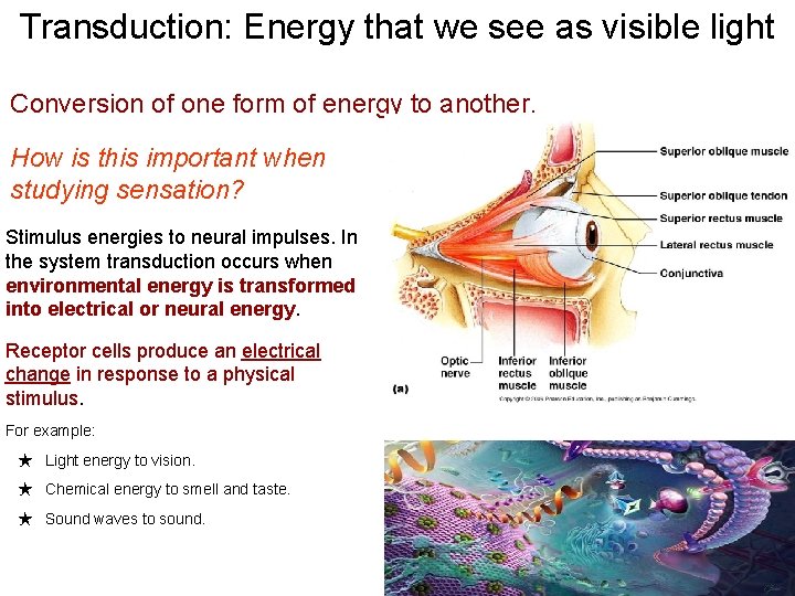 Transduction: Energy that we see as visible light Conversion of one form of energy