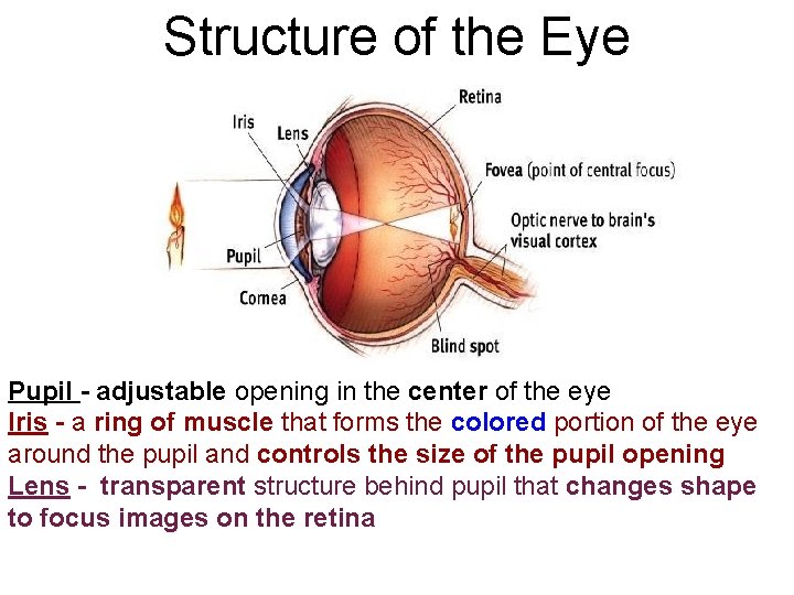 Structure of the Eye Pupil - adjustable opening in the center of the eye Structure of the Eye Pupil - adjustable opening in the center of the eye
