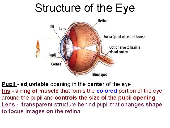 Structure of the Eye Pupil - adjustable opening in the center of the eye