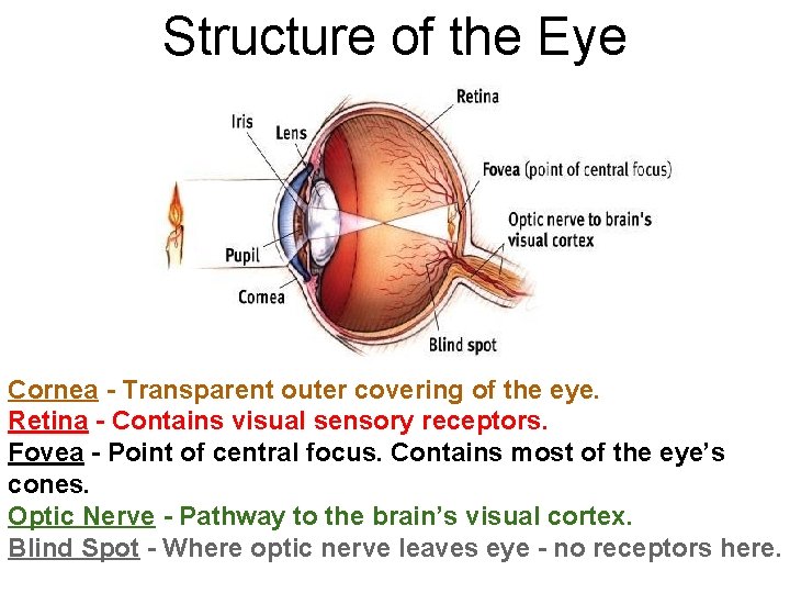 Structure of the Eye Cornea - Transparent outer covering of the eye. Retina -