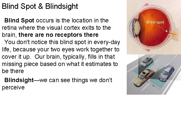 Blind Spot & Blindsight Blind Spot occurs is the location in the retina where