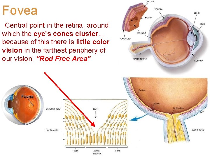 Fovea Central point in the retina, around which the eye’s cones cluster. . .