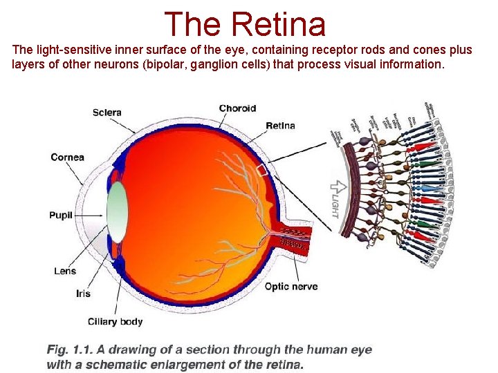 The Retina The light-sensitive inner surface of the eye, containing receptor rods and cones