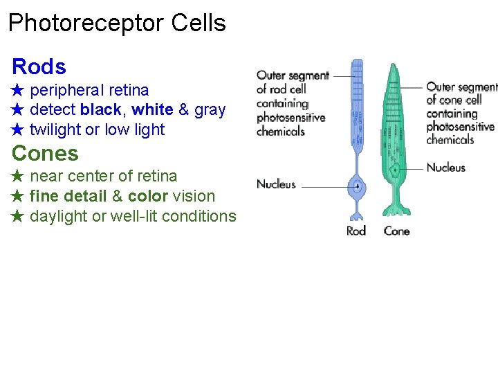 Photoreceptor Cells Rods ★ peripheral retina ★ detect black, white & gray ★ twilight