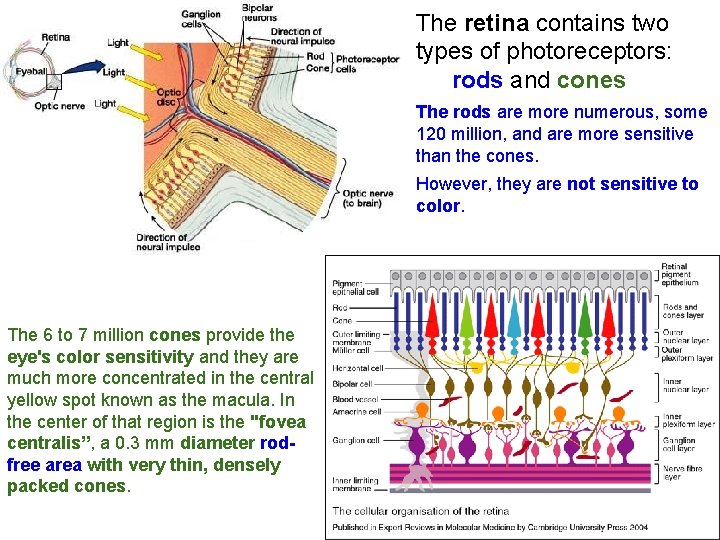 The retina contains two types of photoreceptors: rods and cones The rods are more
