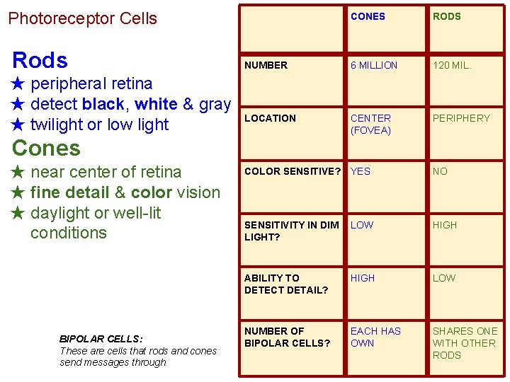 Photoreceptor Cells Rods ★ peripheral retina ★ detect black, white & gray ★ twilight