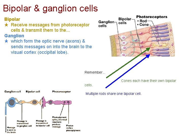 Bipolar & ganglion cells Bipolar ★ Receive messages from photoreceptor cells & transmit them Bipolar & ganglion cells Bipolar ★ Receive messages from photoreceptor cells & transmit them