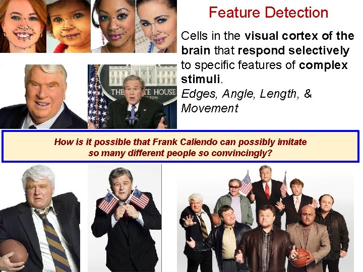 Feature Detection Cells in the visual cortex of the brain that respond selectively to Feature Detection Cells in the visual cortex of the brain that respond selectively to