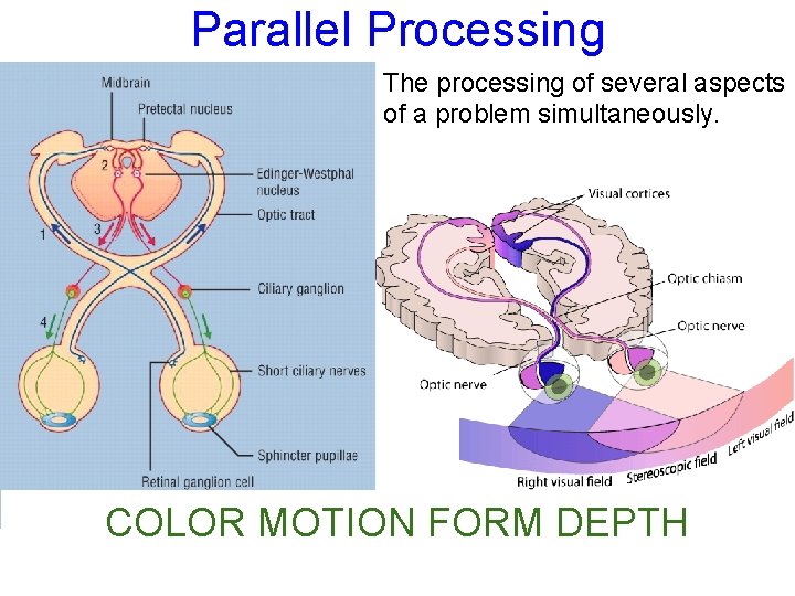 Parallel Processing The processing of several aspects of a problem simultaneously. COLOR MOTION FORM Parallel Processing The processing of several aspects of a problem simultaneously. COLOR MOTION FORM