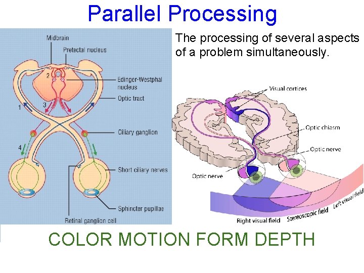 Parallel Processing The processing of several aspects of a problem simultaneously. COLOR MOTION FORM
