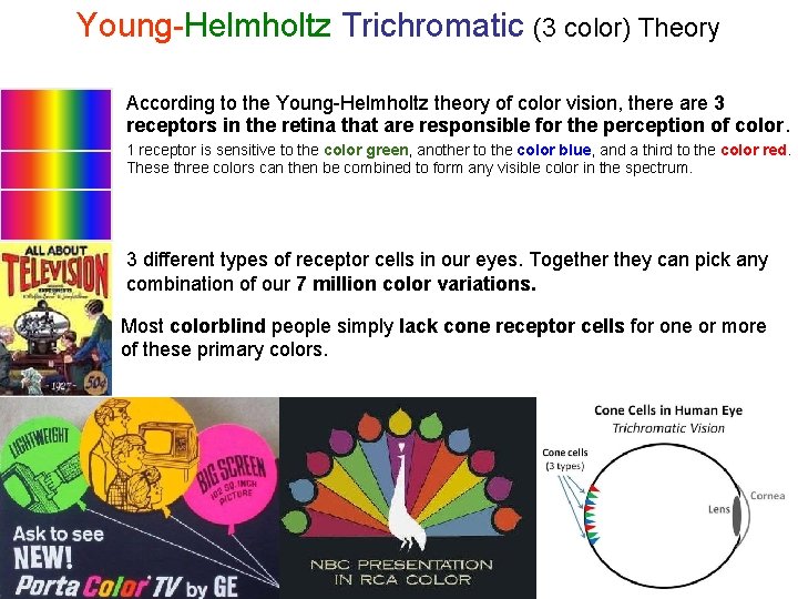 Young-Helmholtz Trichromatic (3 color) Theory According to the Young-Helmholtz theory of color vision, there