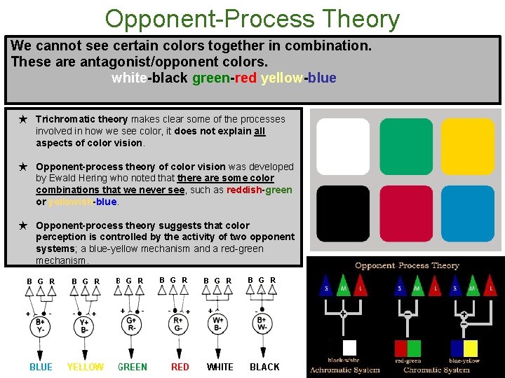 Opponent-Process Theory We cannot see certain colors together in combination. These are antagonist/opponent colors.