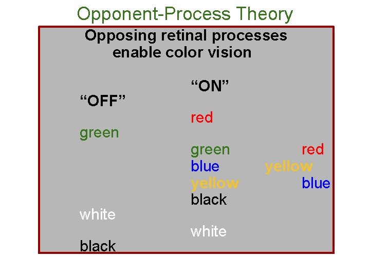 Opponent-Process Theory Opposing retinal processes enable color vision “OFF” green white black “ON” red