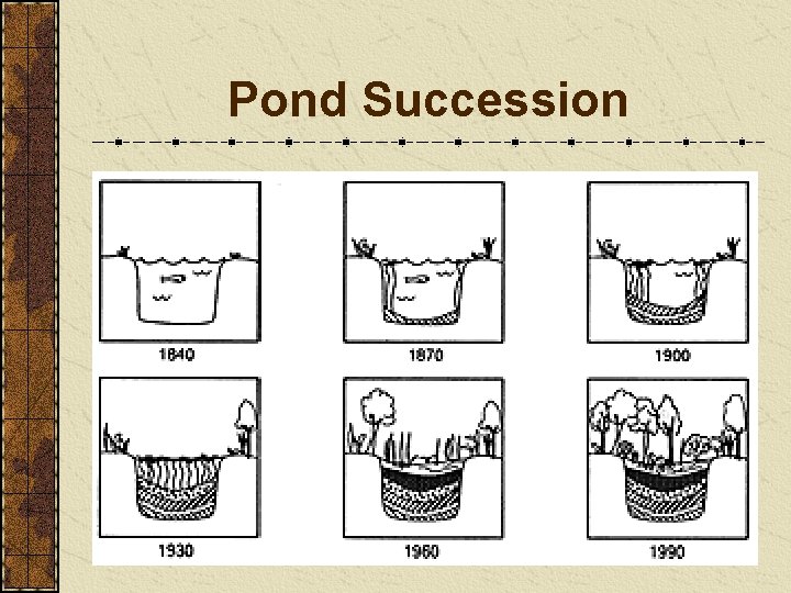 Pond Succession 