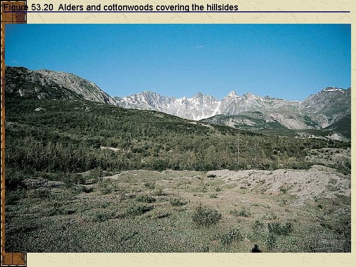 Figure 53. 20 Alders and cottonwoods covering the hillsides 