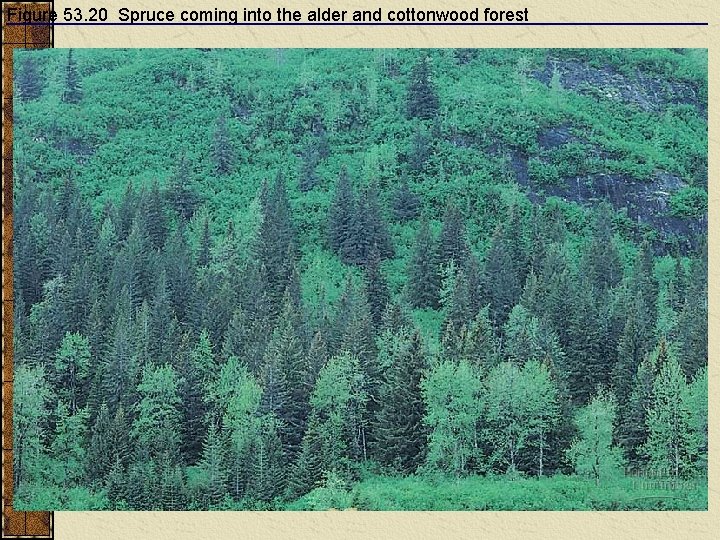 Figure 53. 20 Spruce coming into the alder and cottonwood forest 