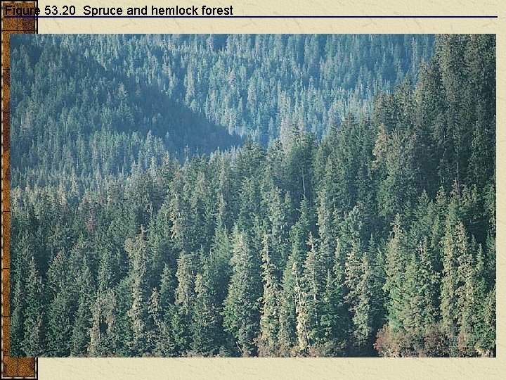 Figure 53. 20 Spruce and hemlock forest 