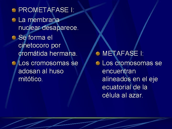 PROMETAFASE I: La membrana nuclear desaparece. Se forma el cinetocoro por cromátida hermana. Los