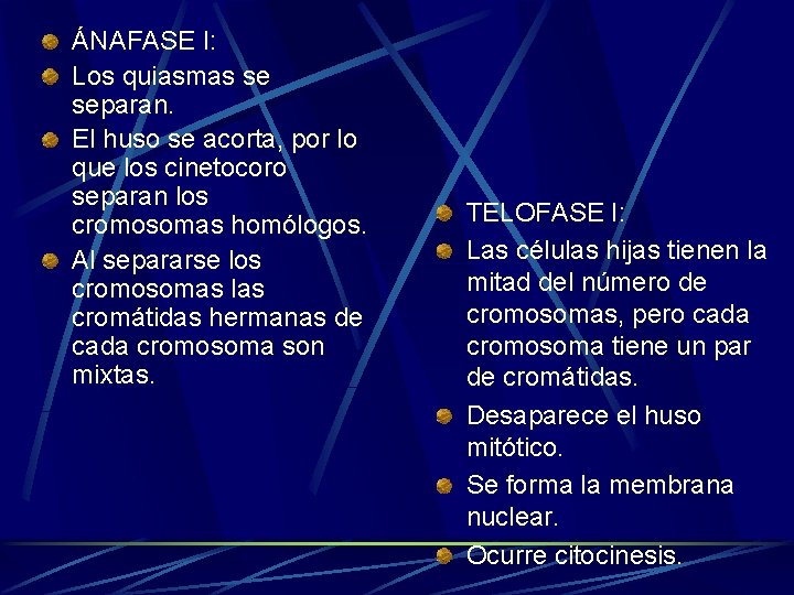 ÁNAFASE I: Los quiasmas se separan. El huso se acorta, por lo que los