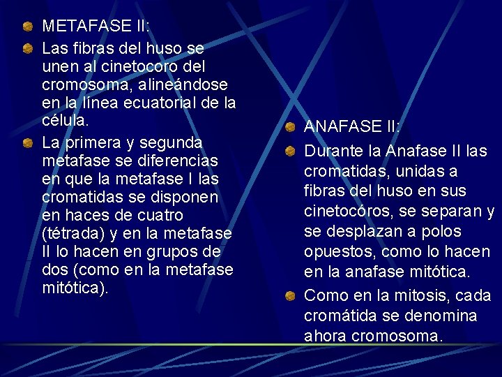 METAFASE II: Las fibras del huso se unen al cinetocoro del cromosoma, alineándose en