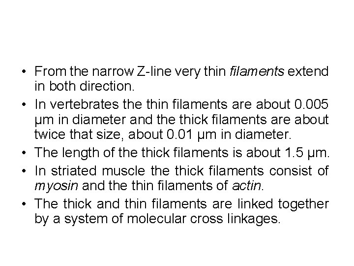  • From the narrow Z-line very thin filaments extend in both direction. •