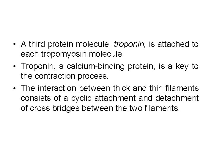  • A third protein molecule, troponin, is attached to each tropomyosin molecule. •